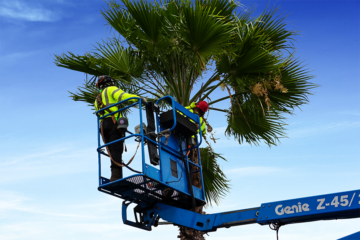 Tree & Palm Pruning